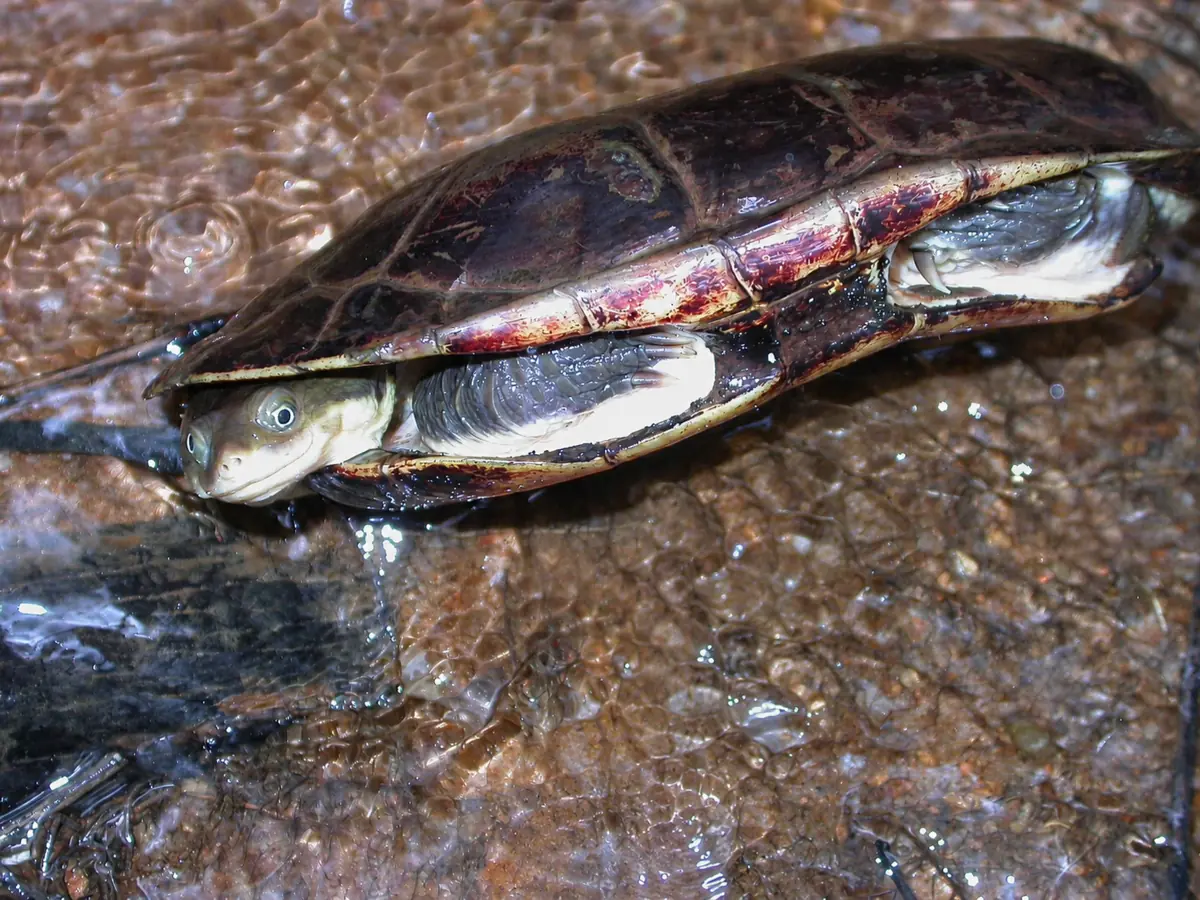 A long-necked turtle appearing to smile in shallow water at Santuário Jacupemba