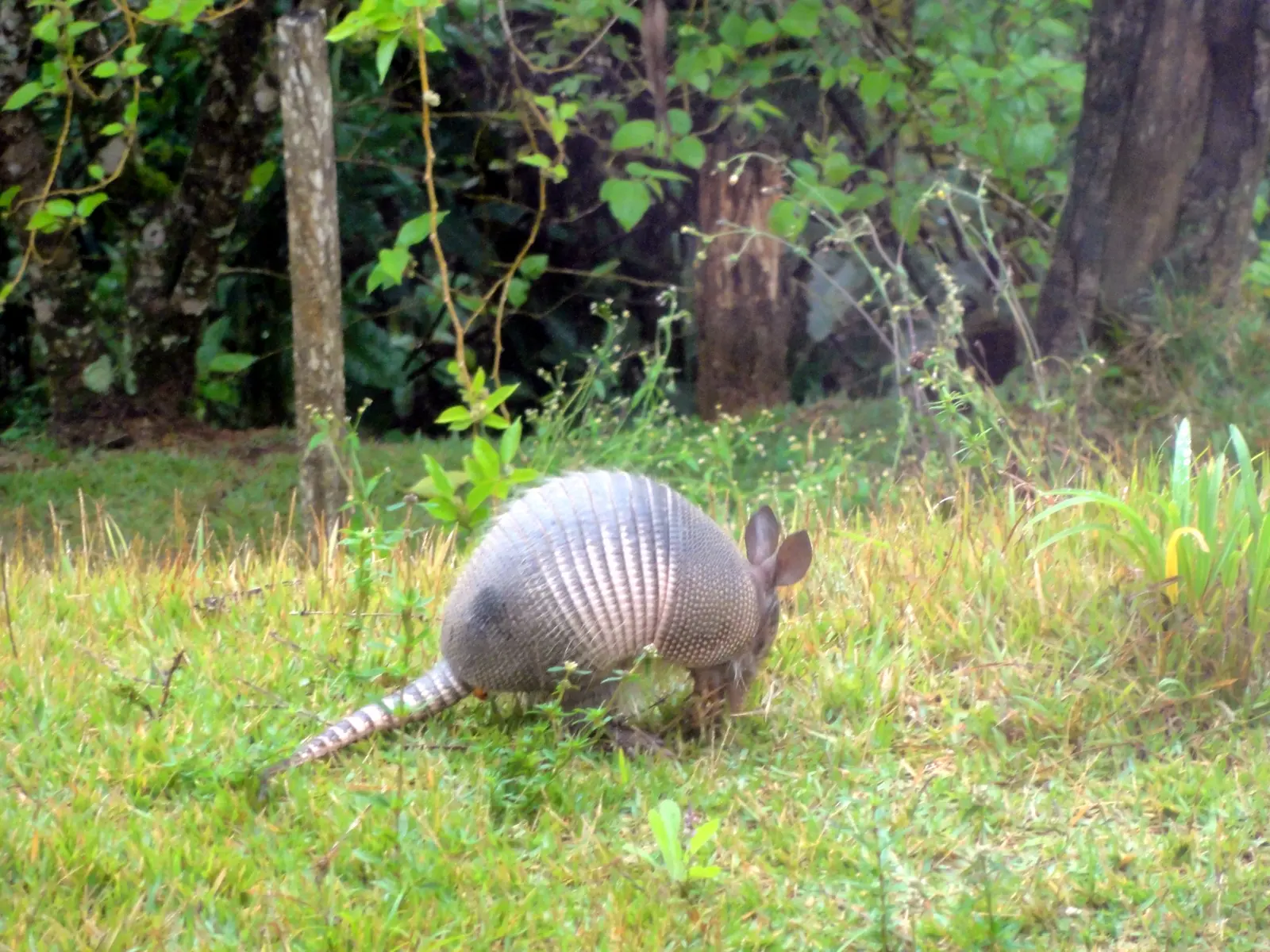 Tatu atravessando o terreno do santuário