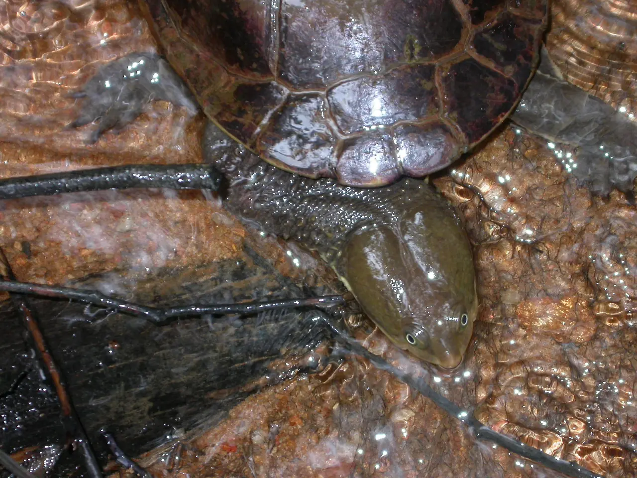 Cágado-de-pescoço-comprido fotografado no Santuário Jacupemba