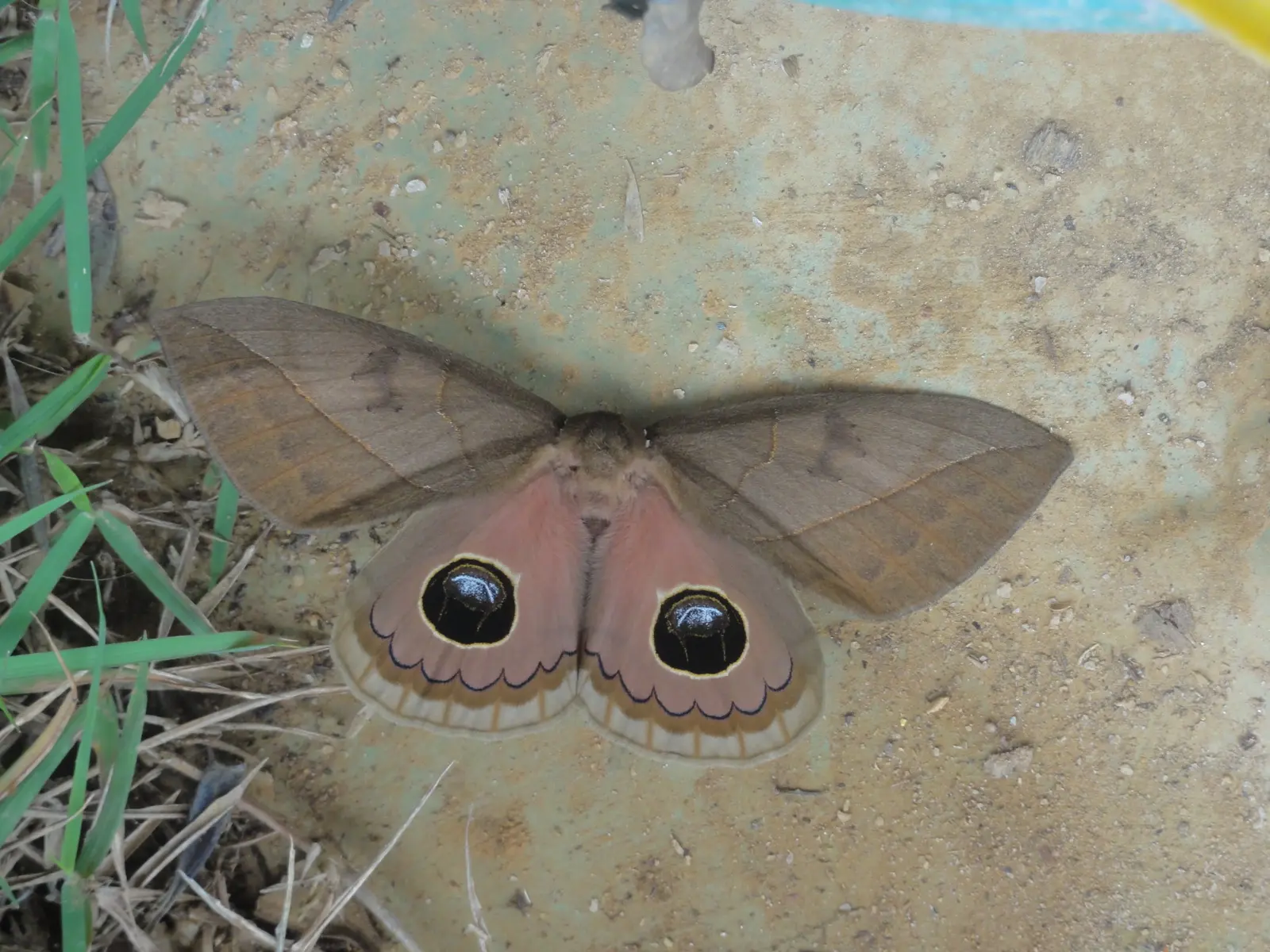 Mariposa grande com manchas em forma de olhos no santuário